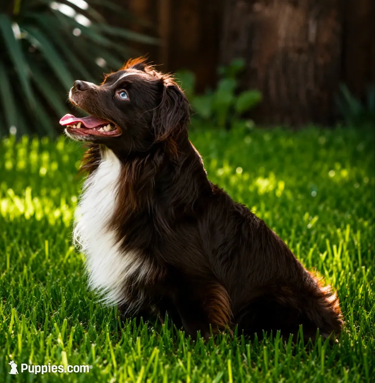 Daisy - full tail, a female Toy Australian Shepherd for sale in Liberty Hill, TX – 8 of 8