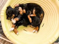 Stone, a male Cavalier King Charles Spaniel and Aussalier for sale in Georgetown, TX – 7 of 8