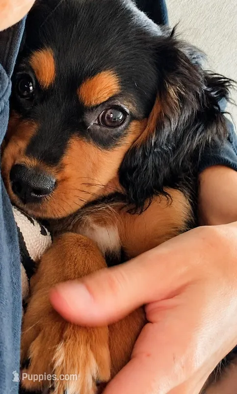 Stone – Aussalier puppy for sale in Liberty Hill, TX