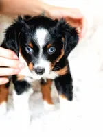 Daisy, a female Toy Australian Shepherd for sale in Georgetown, TX – 3 of 6