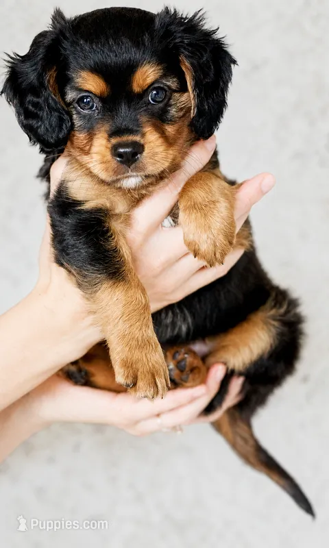Stone – Aussalier puppy for sale in Georgetown, TX