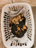 Primrose, a female Aussalier for sale in Georgetown, TX – 4 of 4