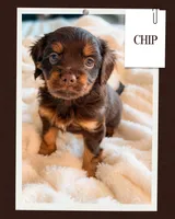Chip, a male Cavalier King Charles Spaniel and Toy Australian Shepherd for sale in Liberty Hill, TX – 3 of 10