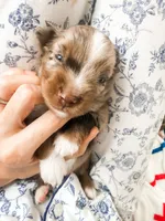 Rocky, a female Toy Australian Shepherd for sale in Georgetown, TX – 4 of 7