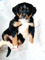 Ivy, a female Miniature Australian Shepherd for sale in Georgetown, TX – 3 of 7