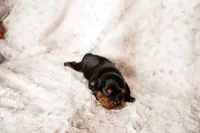 Stone, a male Aussalier for sale in Georgetown, TX – 6 of 6