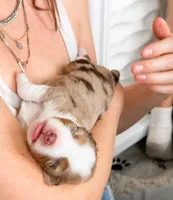 Clover, a female Miniature Australian Shepherd for sale in Georgetown, TX – 2 of 7