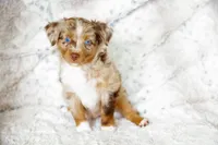Rocky, a female Toy Australian Shepherd for sale in Georgetown, TX – 3 of 7