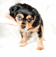 Stone, a male Aussalier for sale in Georgetown, TX – 3 of 6