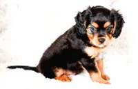 Stone, a male Aussalier for sale in Georgetown, TX – 2 of 6