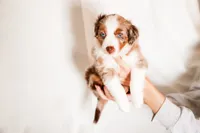 Clover, a female Miniature Australian Shepherd for sale in Georgetown, TX – 7 of 7