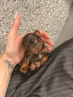 Chip, a male Cavalier King Charles Spaniel and Toy Australian Shepherd for sale in Liberty Hill, TX – 10 of 10