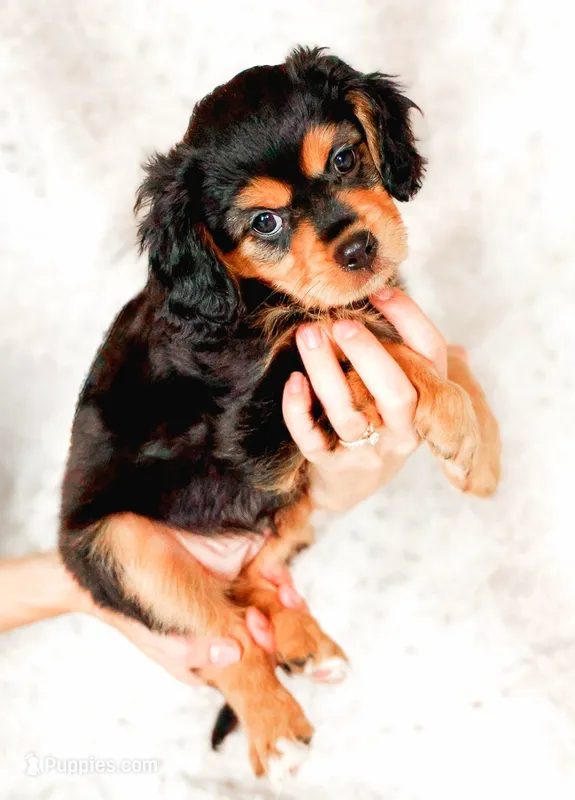 Primrose – Aussalier puppy for sale in Georgetown, TX