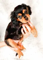 Primrose, a female Aussalier for sale in Georgetown, TX – 1 of 4