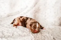 Rocky, a female Toy Australian Shepherd for sale in Georgetown, TX – 7 of 7