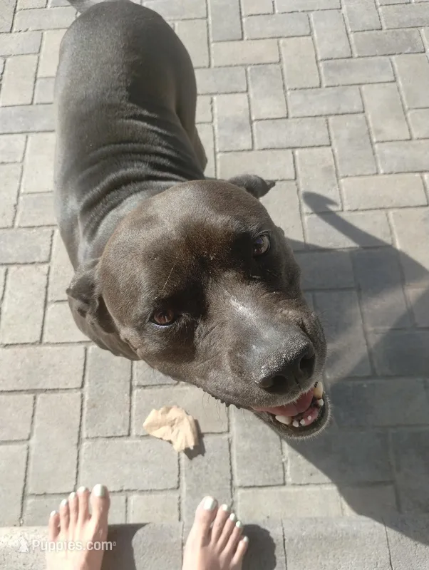 Bella – American Pit Bull Terrier puppy for sale in Downey, CA