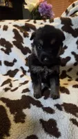 Yellow , a female German Shepherd Dog for sale in Dallas, TX – 3 of 4