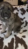 Brown , a male German Shepherd Dog for sale in Dallas, TX – 4 of 4