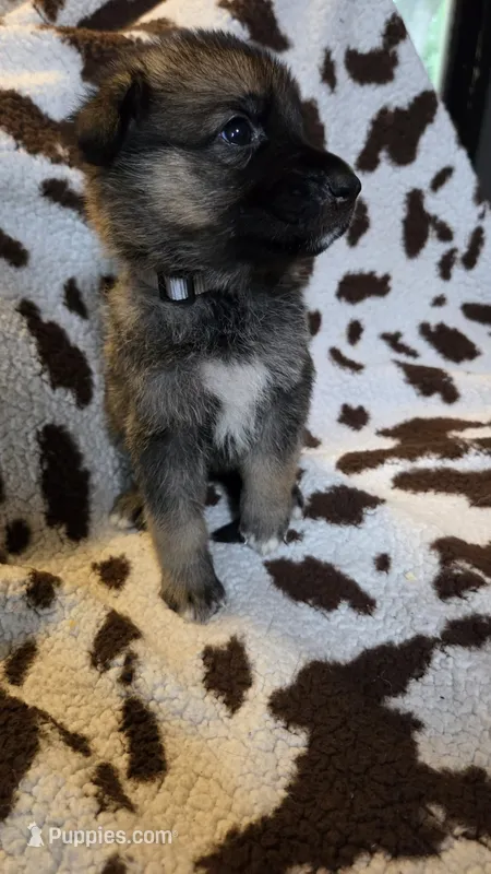 Gray  – German Shepherd Dog puppy for sale in Dallas, TX