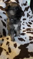 Gray , a male German Shepherd Dog for sale in Dallas, TX – 1 of 4