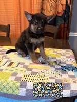 Yellow, a female German Shepherd Dog for sale in Dallas, TX – 2 of 7