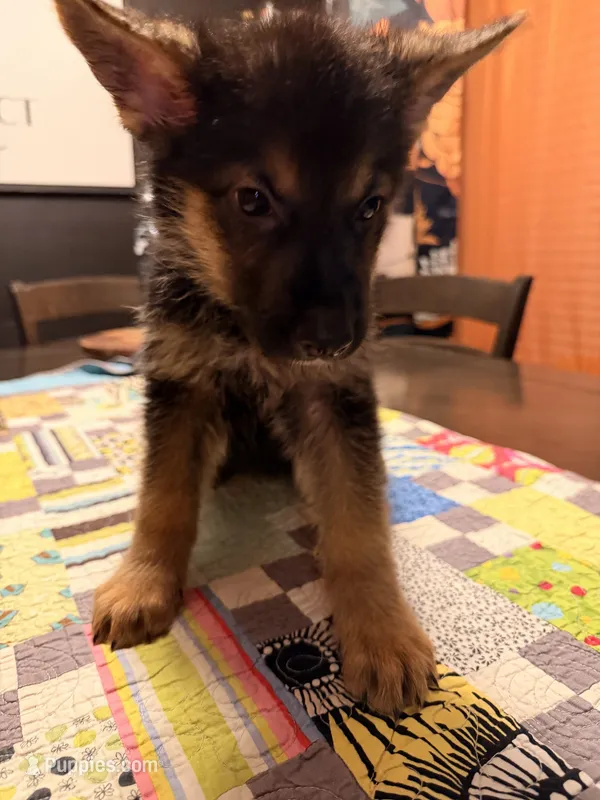 Orange – German Shepherd Dog puppy for sale in Dallas, TX