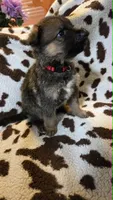 Red, a male German Shepherd Dog for sale in Dallas, TX – 4 of 4