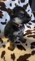 Orange , a male German Shepherd Dog for sale in Dallas, TX – 1 of 4
