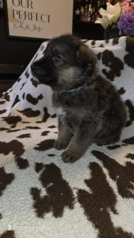 Light blue collar  – German Shepherd Dog puppy for sale in Dallas, TX