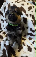Light Green, a male German Shepherd Dog for sale in Dallas, TX – 4 of 4