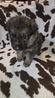 Light blue collar , a male German Shepherd Dog for sale in Dallas, TX – 2 of 4