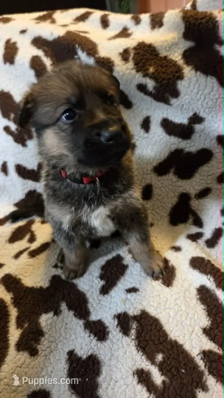 Red – German Shepherd Dog puppy for sale in Dallas, TX