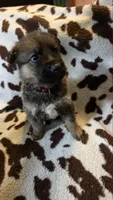Red, a male German Shepherd Dog for sale in Dallas, TX – 3 of 4