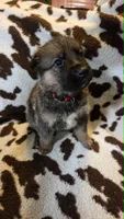 Red, a male German Shepherd Dog for sale in Dallas, TX – 2 of 4