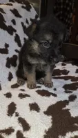 Pink, a female German Shepherd Dog for sale in Dallas, TX – 2 of 4