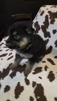 Dark Green , a male German Shepherd Dog for sale in Dallas, TX – 4 of 4