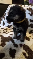 Yellow , a female German Shepherd Dog for sale in Dallas, TX – 1 of 4