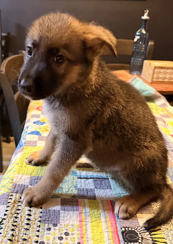 Dark blue – German Shepherd Dog puppy for sale in Dallas, TX