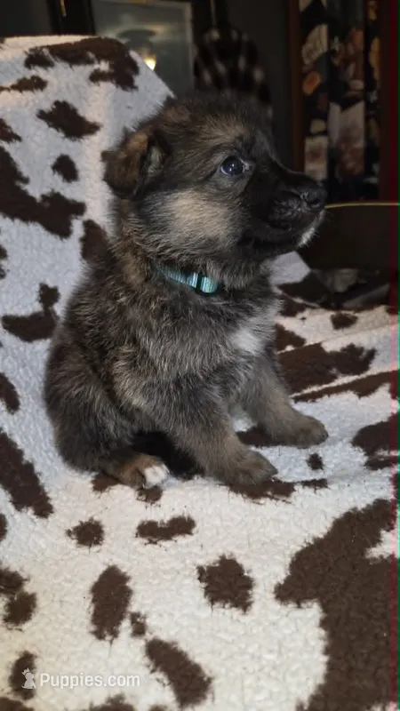 Light blue collar  – German Shepherd Dog puppy for sale in Dallas, TX