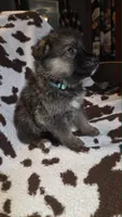 Light blue collar , a male German Shepherd Dog for sale in Dallas, TX – 3 of 4
