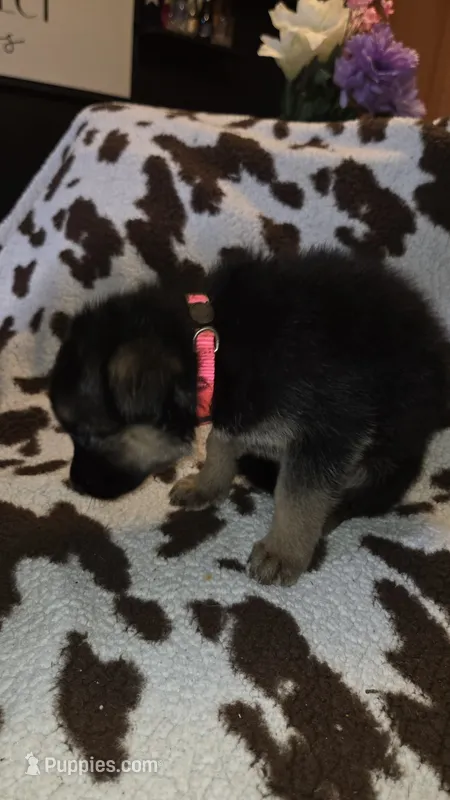 Pink – German Shepherd Dog puppy for sale in Dallas, TX