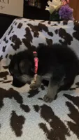 Pink, a female German Shepherd Dog for sale in Dallas, TX – 1 of 4