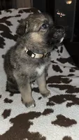 Brown , a male German Shepherd Dog for sale in Dallas, TX – 3 of 4