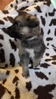 Gray , a male German Shepherd Dog for sale in Dallas, TX – 4 of 4