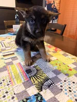 Yellow, a female German Shepherd Dog for sale in Dallas, TX – 5 of 7