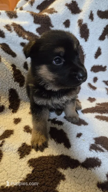 Purple  – German Shepherd Dog puppy for sale in Dallas, TX