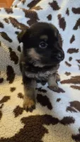 Purple , a female German Shepherd Dog for sale in Dallas, TX – 1 of 4
