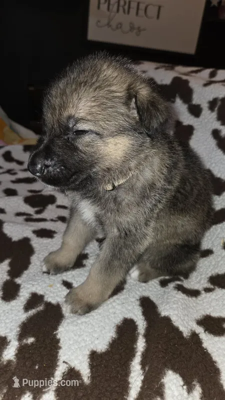 Brown  – German Shepherd Dog puppy for sale in Dallas, TX