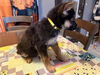 Yellow, a female German Shepherd Dog for sale in Dallas, TX – 6 of 7