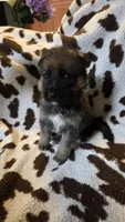 Dark blue , a male German Shepherd Dog for sale in Dallas, TX – 2 of 4